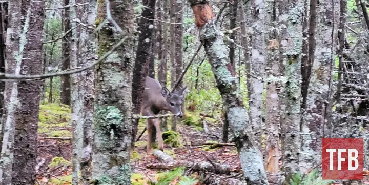 fudd friday the brush busting question, Sometimes your deer season might hinge on a shot in tight woodsy cover like this Zac K
