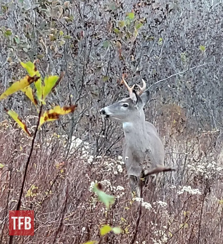 fudd friday the brush busting question, There s pressure when the chips are down and a shot presents itself but you need to think about the shot you ve been presented Zac K